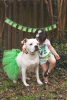 Green Christmas Dog Tutu Skirt (Large)