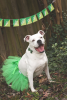 Green Christmas Dog Tutu Skirt (Large)