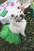 Green Christmas Dog Tutu Skirt (Large)