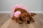 Light Pink Dog Tutu Skirt (Medium)