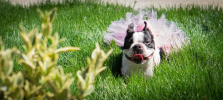 Light Pink Dog Tutu Skirt (Medium)