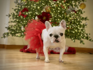 Red Christmas Dog Tutu Skirt (Large)