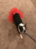 Red Christmas Dog Tutu Skirt (Large)