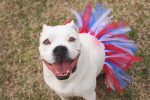 Red/White/Blue 4th Of July Dog Tutu Skirt Medium)