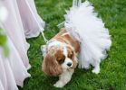 White Bridal Dog Tutu Skirt (XL)