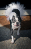 White Bridal Dog Tutu Skirt (XXL)