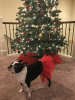 Red Christmas Dog Tutu Skirt (XXXL)