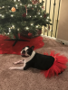 Red Christmas Dog Tutu Skirt (XXXL)