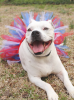 Red/White/Blue 4th Of July Dog Tutu Skirt (XL)