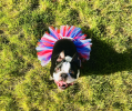 Red/White/Blue 4th Of July Dog Tutu Skirt (XL)