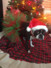 Red and Green Christmas Dog Tutu Skirt (XS)