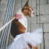 White Bridal Dog Tutu Skirt (XXXL)