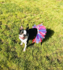 Red/White/Blue 4th Of July Dog Tutu Skirt (Small)